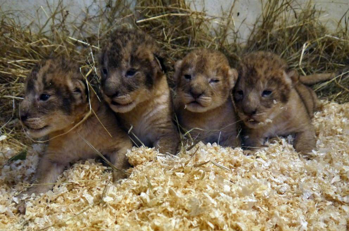 健康な子ライオンを9頭も安楽死。スウェーデンにある動物園の対応に不満の声が爆発。