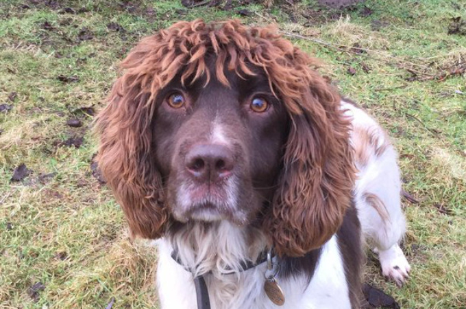 髪の毛がフサフサすぎる警察犬。目を疑うようなヘアースタイルに多くの人が反応！！