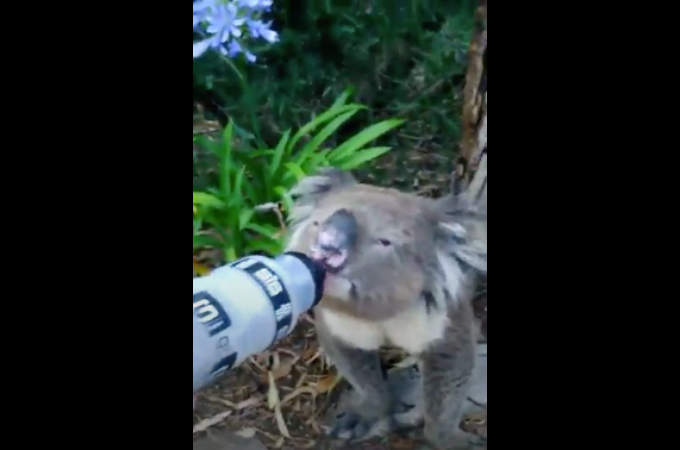 脱水症状気味のコアラを発見したサイクリスト。そこで、持っていた水を与えてみると・・・。