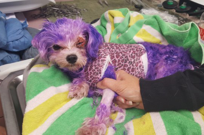 飼い主に染毛剤で染められ捨てられた犬。酷い火傷を負い、瀕死の状態から何とか回復する。