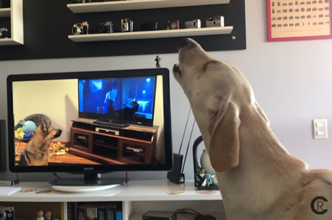 テレビに映る犬の遠吠え。その遠吠えに反応して連鎖している場面が撮影される。
