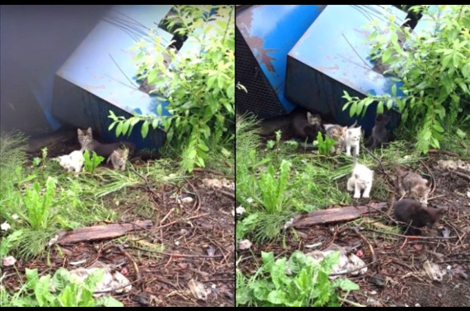 魚の加工工場の廃棄置き場で野良猫を見つけ、鳴き真似をして呼ぶと、20匹の子猫たちが現れる。
