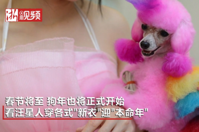 パンダやトラ、様々なカラーリングをされる中国の犬たち。その姿に胸が苦しくなる。