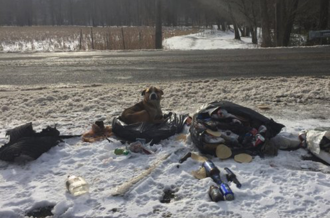 雪の中、ゴミと一緒に捨てられた犬。優しい夫婦に保護され、無事に里親の元で幸せに暮らす。