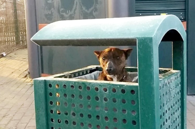 寒い公園でゴミ箱の中で震えていたところを発見された犬。その後、保護され元気を取り戻す。