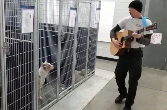 保護犬にギターを聴かせる職員。うっとりとした姿でその音色を聴く犬たちの様子がこちら！