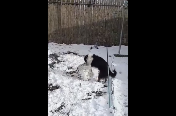【動画】器用に雪を転がし、雪だるまを作ろうとする犬が発見される！