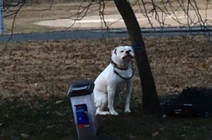 極寒の中、公園の木に繋がれたまま捨てられた犬。そして、残されていたメモに書かれていた内容とその行動に心が痛む。