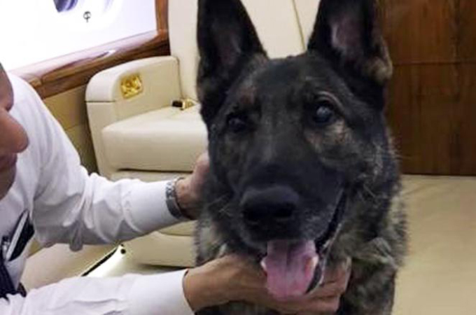 日本行きの便に誤って乗せられた犬が無事にアメリカに帰国。怒った飼い主は「ユナイテッド航空は二度と利用しない」