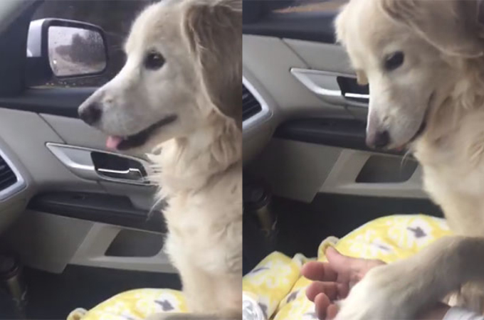 シェルターから一時的に引き取られる犬が車中で撮った行動に胸が締め付けられる。