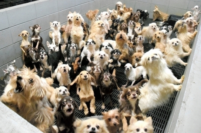 犬や猫を約400匹も過密状態で飼育、繁殖していたパピーミル「子犬工場」。その悲惨な状況に胸が痛む。