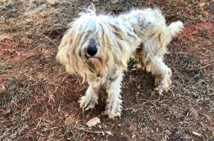 森に捨てられボロボロの状態だった犬。保護直後の様子と、3ヶ月後の見違える姿とは。