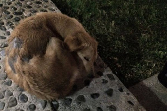 旅行先で出会ったボロボロの野良犬。その姿に心を痛めたある一家がとった行動と、その後とは。