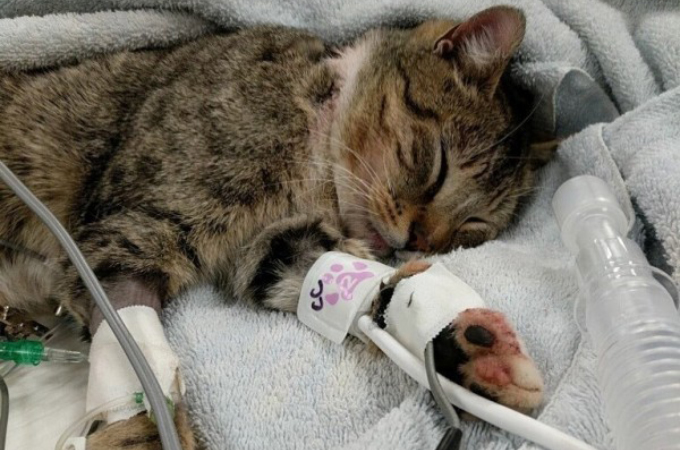 何者かによって銃で撃たれ、脊椎を痛めた猫。歩けないと思われていたものの、奇跡的な回復力をみせる。