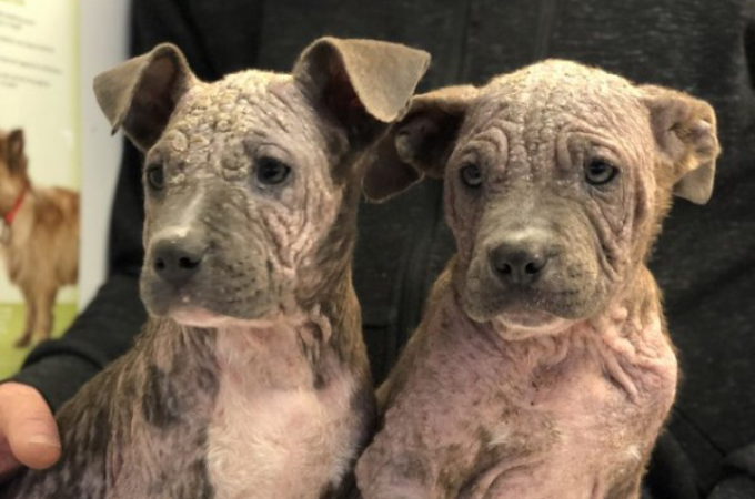 皮膚疾患によって飼い主に捨てられ行き場を失った2匹の兄弟犬。その後の2匹の運命とは。