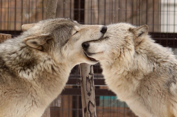 【画像】Twitterで話題になったオオカミの夫婦の様子に心が癒される。