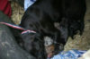 凍死寸前の家族を救うため動物保護スタッフを誘導する父犬。その後無事に保護される