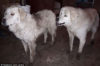 山火事から20日もの間、90匹の羊たちを守り無事に生還した2匹の牧羊犬。