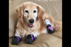 ワイヤーで両手足を縛られゴミ箱に捨てられた犬。四肢を失うも前向きに生き、今では人を癒すセラピー犬として活躍する。