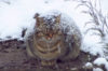 雪の降る極寒の中、必死に生きようとする妊娠中の猫。優しい男性に保護され、暖かい場所を手に入れる。