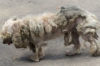 毛玉・ノミ・ダニに覆われていた捨て犬。発見した夫婦によって本来の姿を取り戻し、その後。